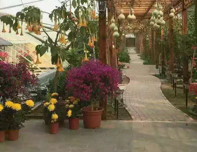 农家院